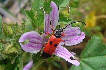 Stictoleptura tesserula