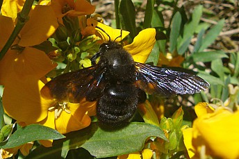 Xylocopa violacea