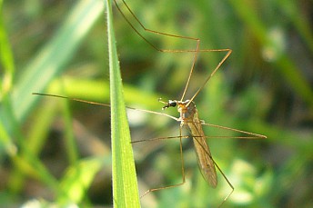 Zancudo (Tipulidae)