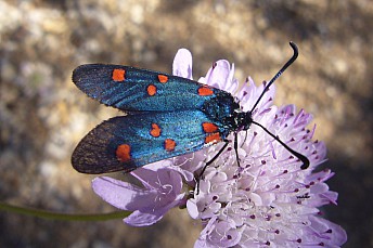 Zygaena lavandulae