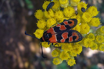 Zygaena carniolica2