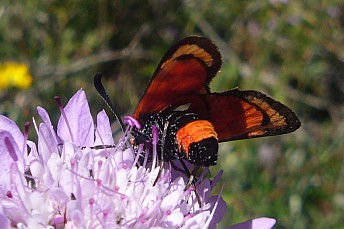 Zygaena carniolica3