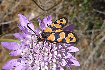 Zygaena carniolica4