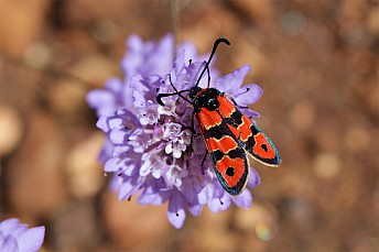 Zygaena carniolica5