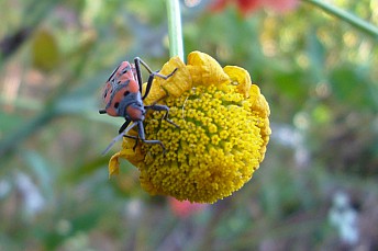 Lygaeus equestris