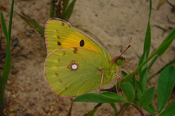 Colias crocea