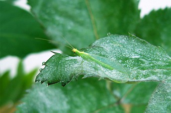 Crisopa