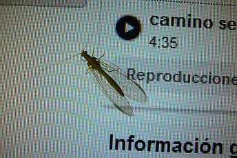 crisopa pantalla
