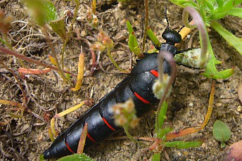 Berberomeloe majalis (2)