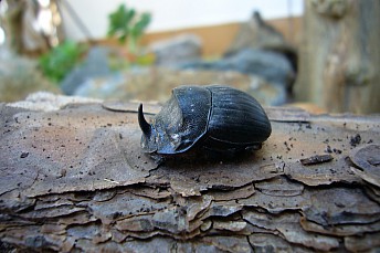 escarabajo rinoceronte Copris hispanus