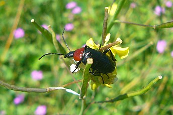Heliotaurus ruficollis