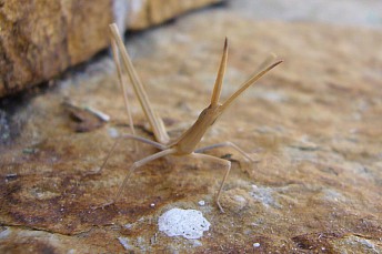 Insecto palo