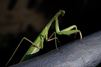 Mantis religiosa de color verde
