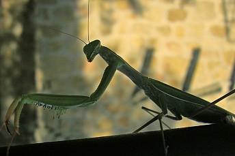 mantis2