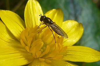Melanostoma (3)