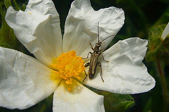 Oedemera nobilis (macho)