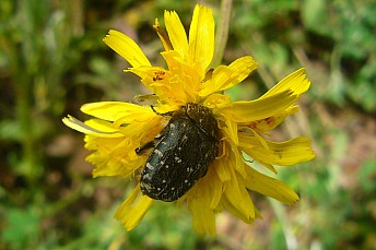 Oxythyrea funesta