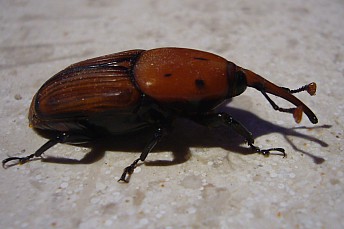 Picudo rojo
