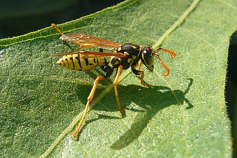 Avispa papelera (Polistes sp.)