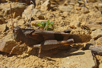 Saltamontes (Aiolopus strepens)