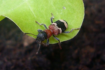 Thanasimus formicarius