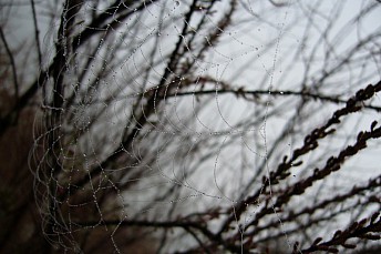 Gotitas en tela de araña