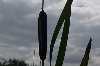 Espadaña