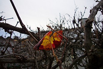La última hoja