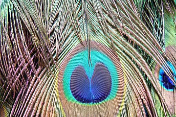 Plumas de pavo real