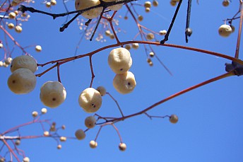 P1050696