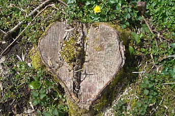 Corazón de madera