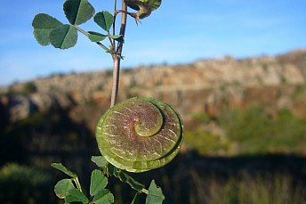 Medicago orbicularis