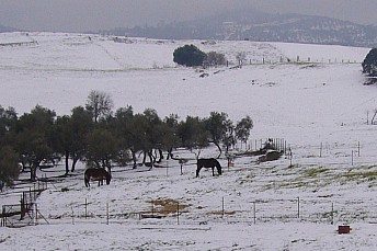 Caballos descubriendo la nieve