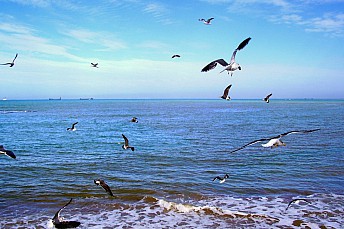 Gaviotas
