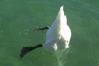 Al agua pato