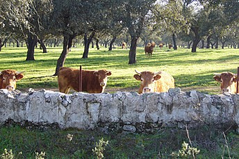 Vacas marrones