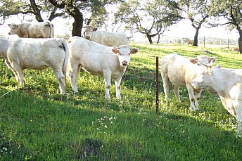 Vacas