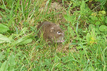 Arvicola amphibius, rata de agua