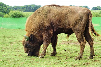 Bisonte europeo