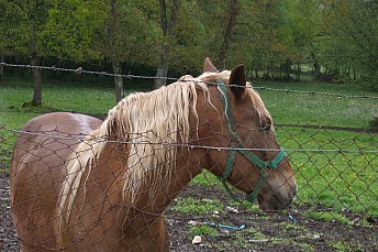 Caballo marrón
