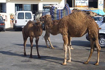 Camella y camellita