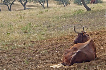 Descansando