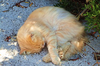 Gatito dormido