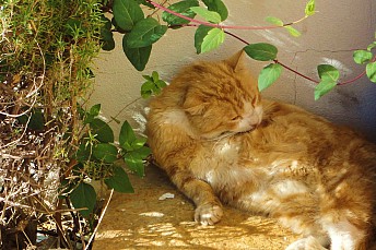 Gato acicalándose