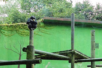 La merienda del chimpance