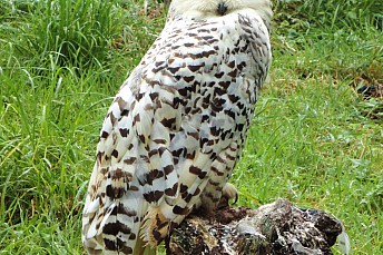 Lechuza blanca