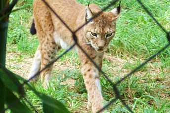 Lince boreal