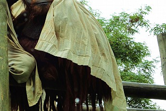 Orangután de Sumatra