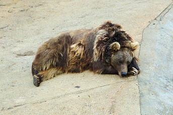 Oso pardo en reposo