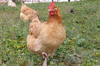 Gallina a la pata coja